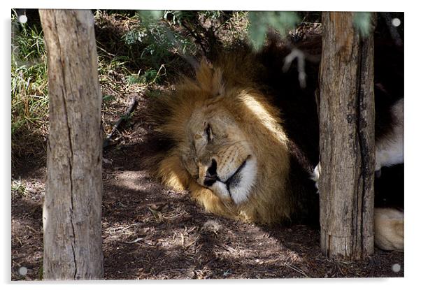 Lion After Lunch Nap Acrylic by Graham Palmer