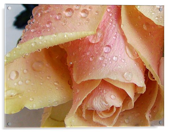 794-beautiful rose Acrylic by elvira ladocki