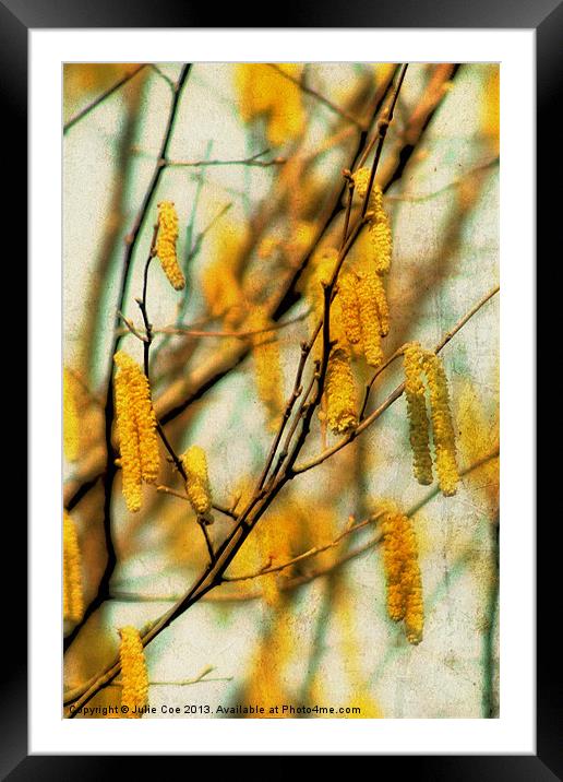 Catkins 2 Framed Mounted Print by Julie Coe