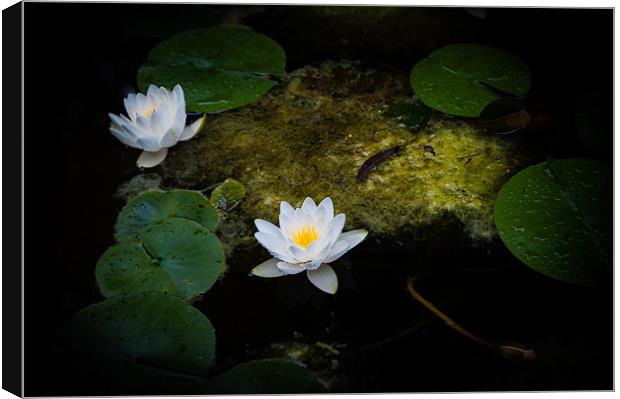 Water Lilies Canvas Print by Mark Llewellyn