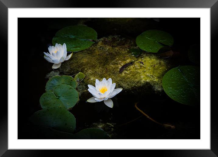 Water Lilies Framed Mounted Print by Mark Llewellyn