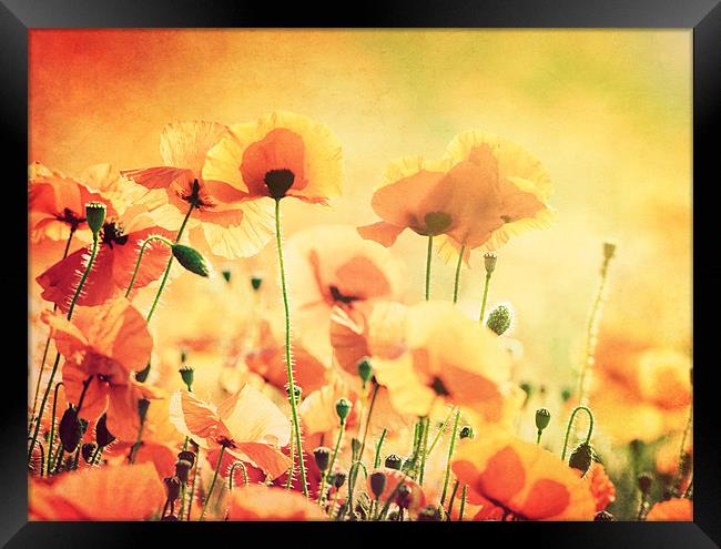 Sunlit Poppies Framed Print by James Rowland