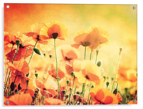 Sunlit Poppies Acrylic by James Rowland