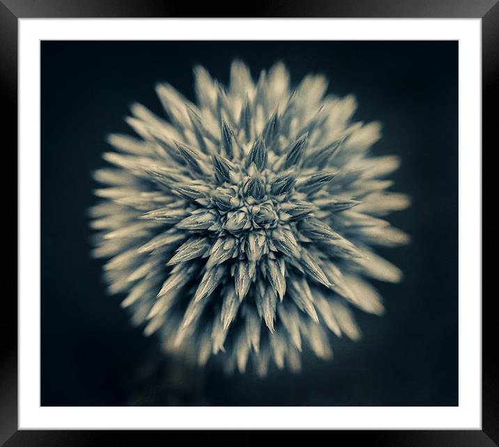 Young Alium Framed Mounted Print by James Rowland