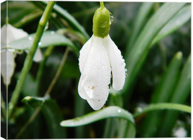 snowdrop covered with waterdrops, Herts Canvas Print by Sandra Beale