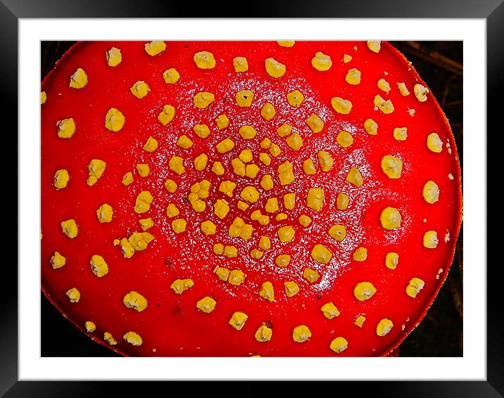 Amanita muscaria - Mushrooms Framed Mounted Print by Kim McDonell