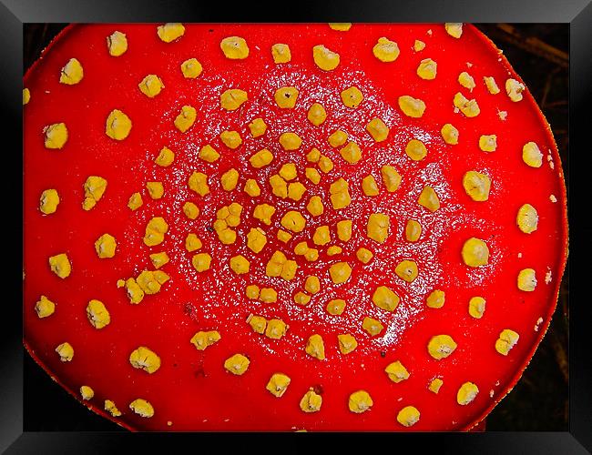 Amanita muscaria - Mushrooms Framed Print by Kim McDonell