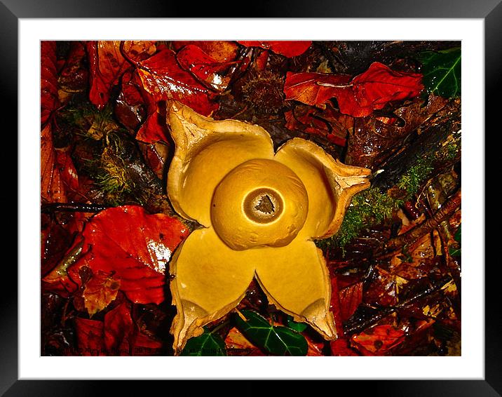 Geastrum saccatum Framed Mounted Print by Kim McDonell