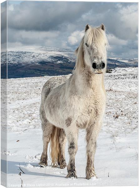 Welsh Mountain Pony Canvas Print by Steve Liptrot