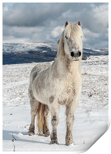 Welsh Mountain Pony Print by Steve Liptrot