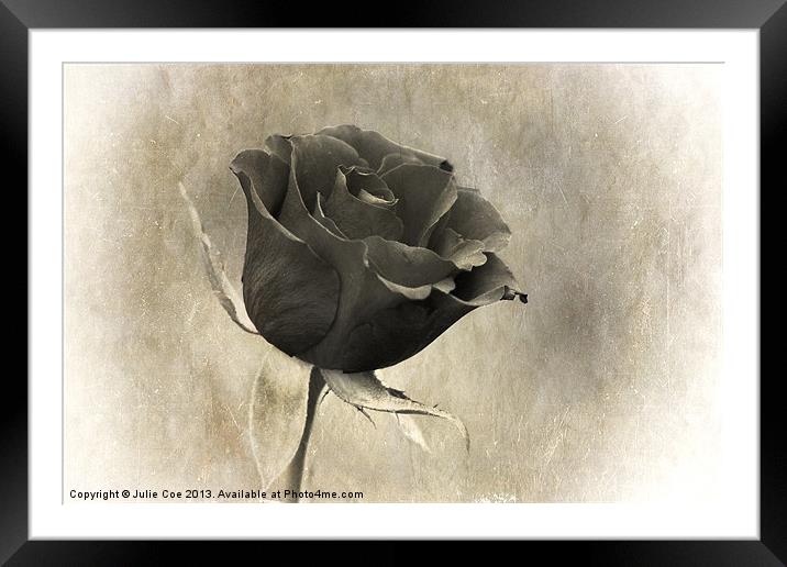 Black Rose Framed Mounted Print by Julie Coe