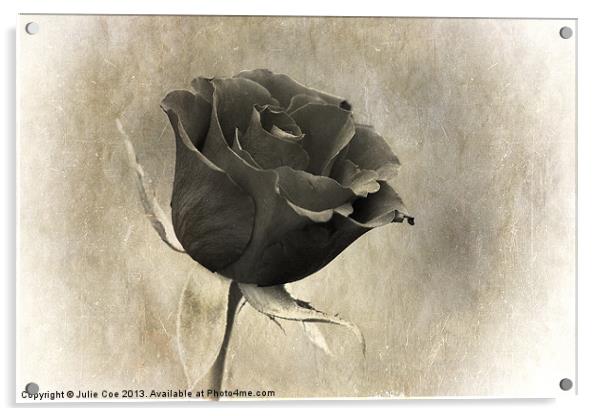 Black Rose Acrylic by Julie Coe