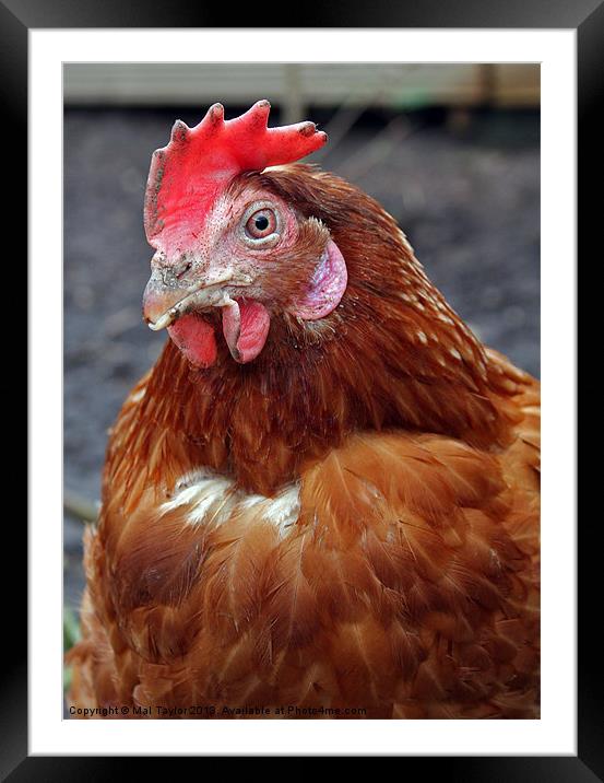 MOTHER HEN Framed Mounted Print by Mal Taylor Photography