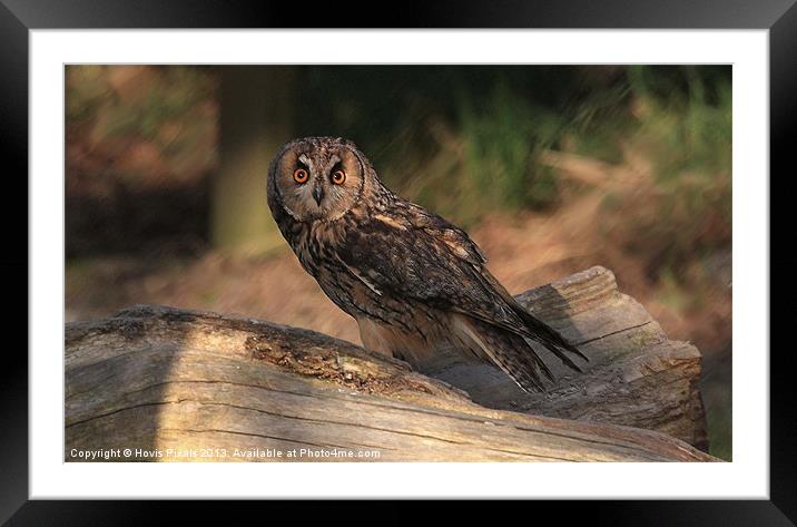 Short Eared Owl Framed Mounted Print by Dave Burden