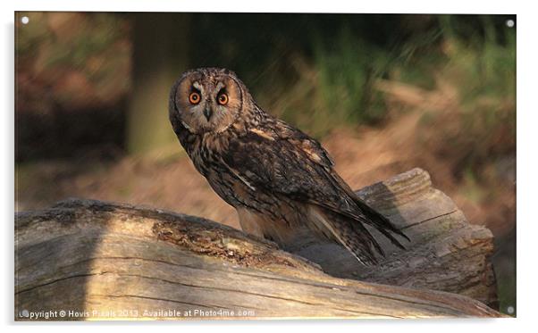 Short Eared Owl Acrylic by Dave Burden