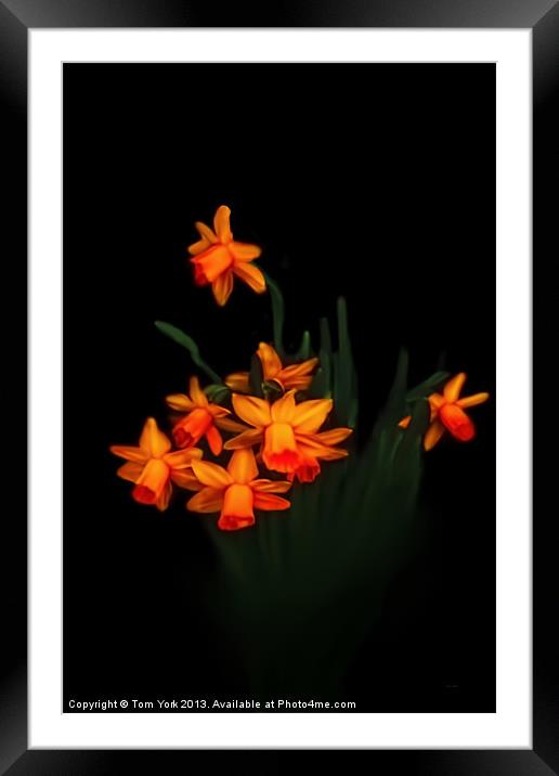 DAFFODIL DELIGHT Framed Mounted Print by Tom York