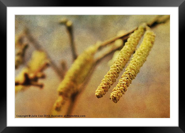 Catkins 3 Framed Mounted Print by Julie Coe