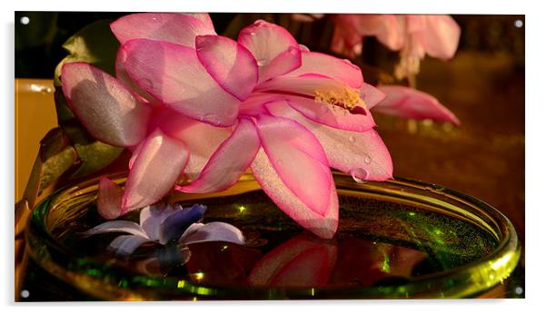 Flower Acrylic by barbara walsh