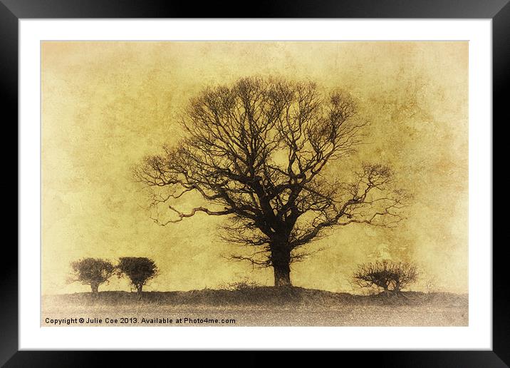 Lightened Tree Framed Mounted Print by Julie Coe