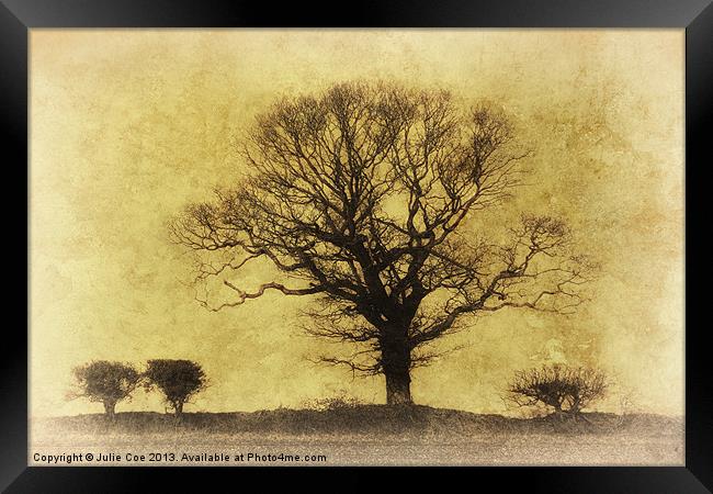 Lightened Tree Framed Print by Julie Coe