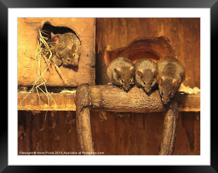 Whats Down There ? Framed Mounted Print by Dave Burden