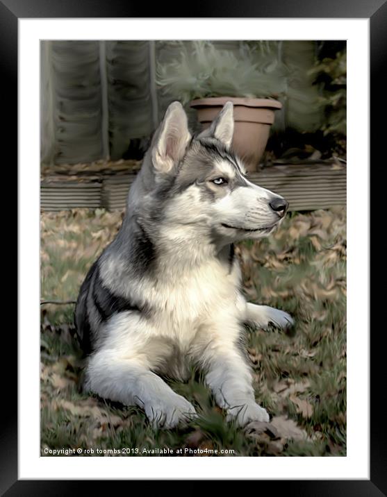 PORTRAIT OF A HUSKY Framed Mounted Print by Rob Toombs