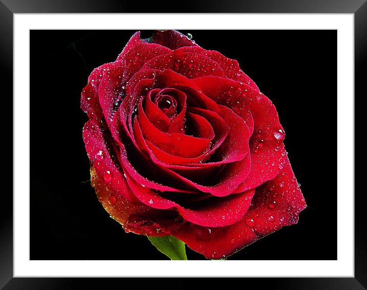 red rose Framed Mounted Print by elvira ladocki