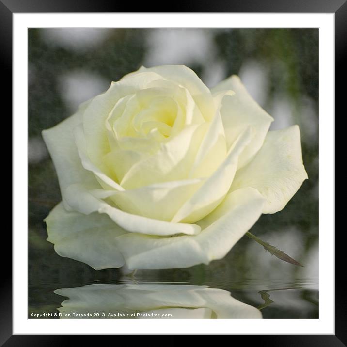 Soft Cream Rose Framed Mounted Print by Brian Roscorla