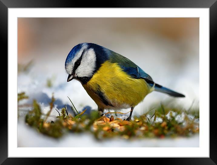 Blue tit Framed Mounted Print by Macrae Images
