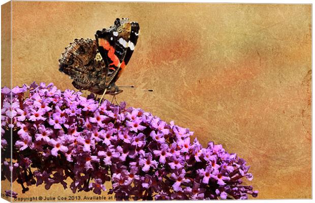 Red Admiral Canvas Print by Julie Coe