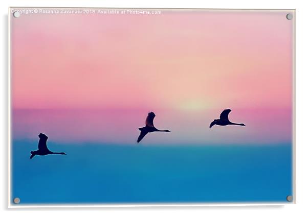 Three Geese Sillouettes Acrylic by Rosanna Zavanaiu