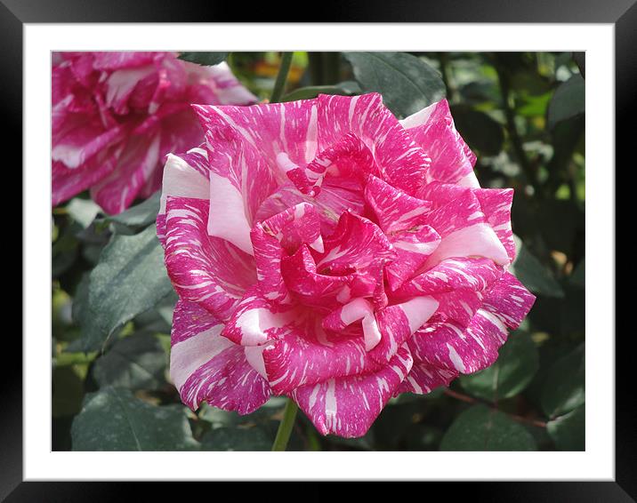 Arabesque Rose Framed Mounted Print by Andy Gilfillan