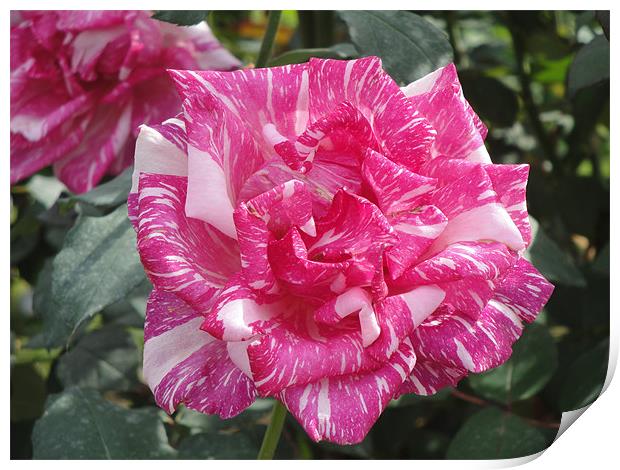 Arabesque Rose Print by Andy Gilfillan