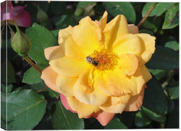 Yellow and Pink Rose with wasp. Canvas Print by Andy Gilfillan