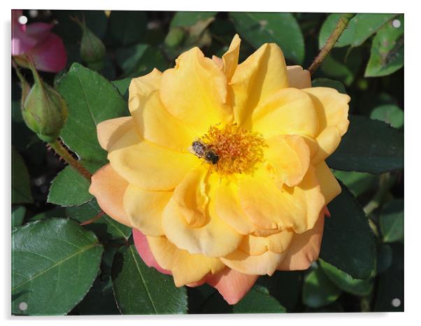 Yellow and Pink Rose with wasp. Acrylic by Andy Gilfillan