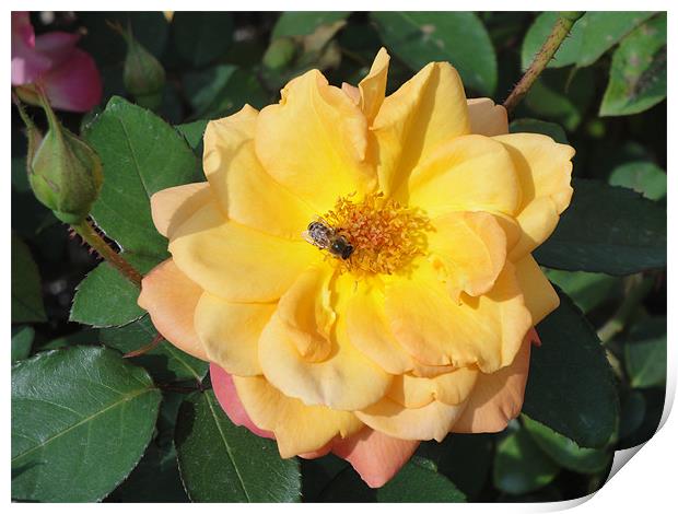 Yellow and Pink Rose with wasp. Print by Andy Gilfillan