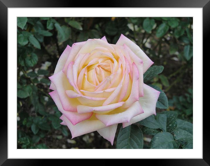 Pink and Yellow Rose. Framed Mounted Print by Andy Gilfillan