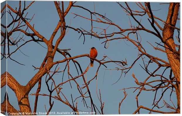 Robin Roosts At Dusk Canvas Print by Malcolm Snook