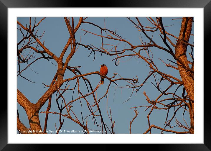 Robin Roosts At Dusk Framed Mounted Print by Malcolm Snook