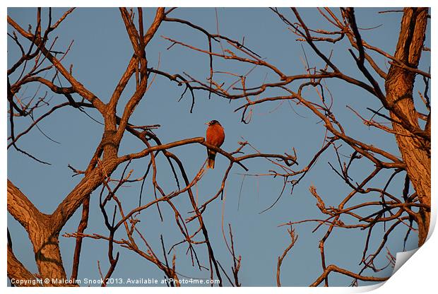 Robin Roosts At Dusk Print by Malcolm Snook