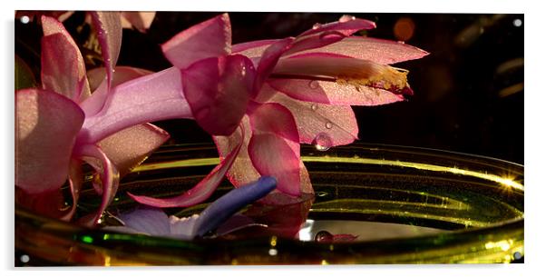 Pink Flower Acrylic by barbara walsh