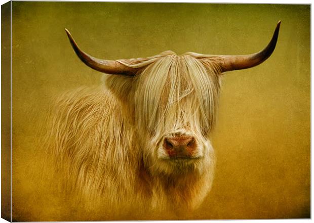 Highland Cow Canvas Print by Debra Kelday