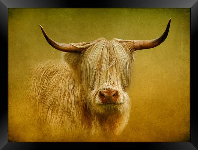 Highland Cow Framed Print by Debra Kelday