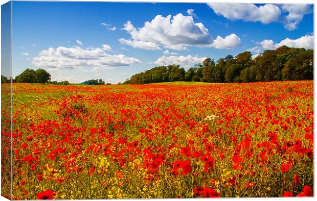 A field of poppies Canvas Print by Adrian Maricic