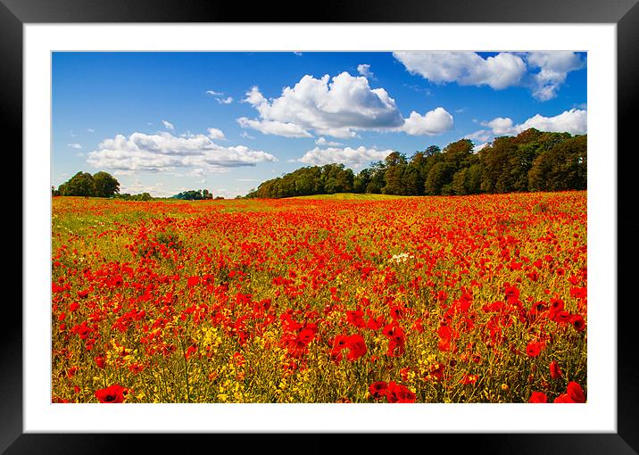 A field of poppies Framed Mounted Print by Adrian Maricic