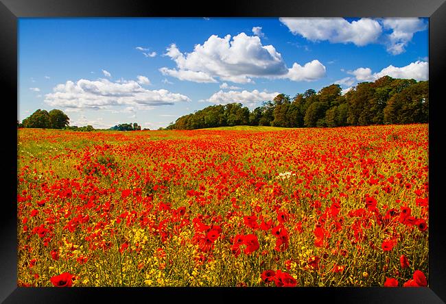 A field of poppies Framed Print by Adrian Maricic