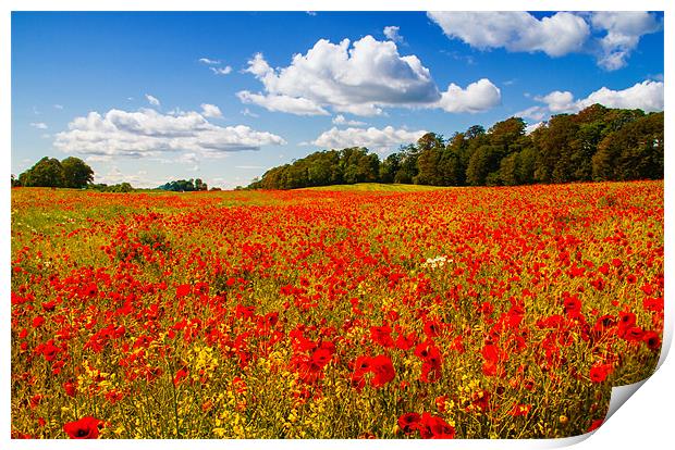 A field of poppies Print by Adrian Maricic