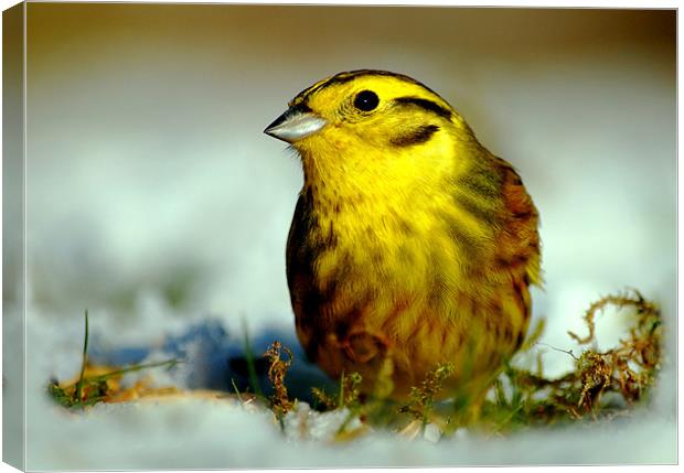 Yellowhammer Canvas Print by Macrae Images