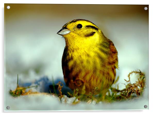 Yellowhammer Acrylic by Macrae Images