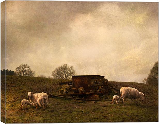 Spring lambs Canvas Print by Dawn Cox